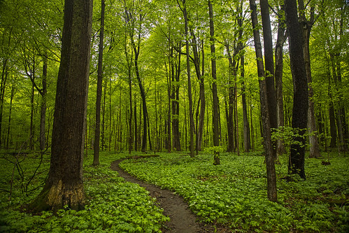 rain rainy forest spring springtime green lush growth life nature landscape amazing incredible path hike hiking canon 2023 outdoors peaceful camillus