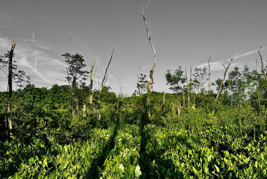 Piscataway Trail