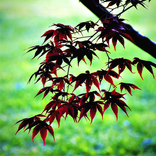 Japanese Maple Leaves (Acer palmatum), 4-29-23