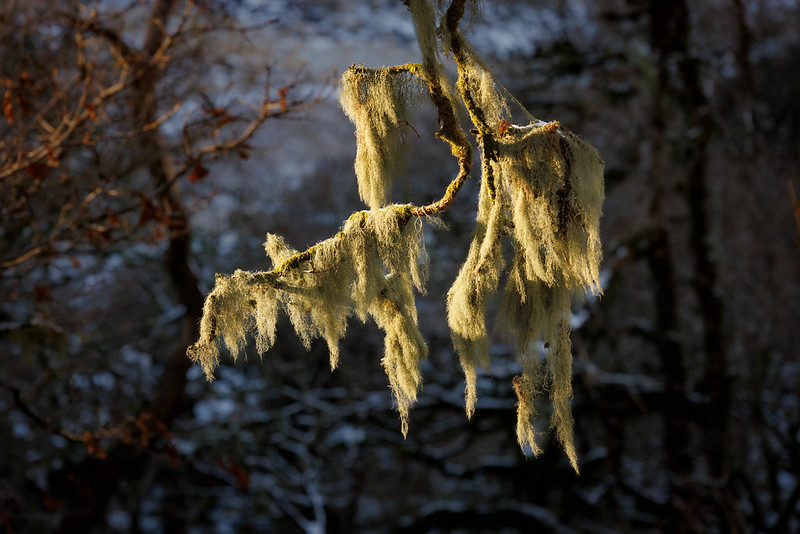 Beard Lichens (Usnea hirta)