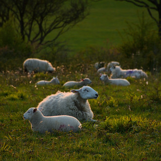 Sheep relaxing at sunset