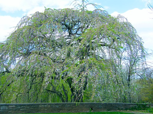 Spring Tree | by Stanley Zimny (Thank You for 79 Million views)