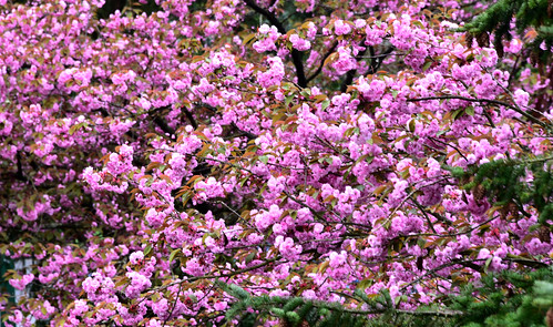 cherryblossoms balconyview gardenvillage burnaby britishcolumbia pink backyarddelight blossoms