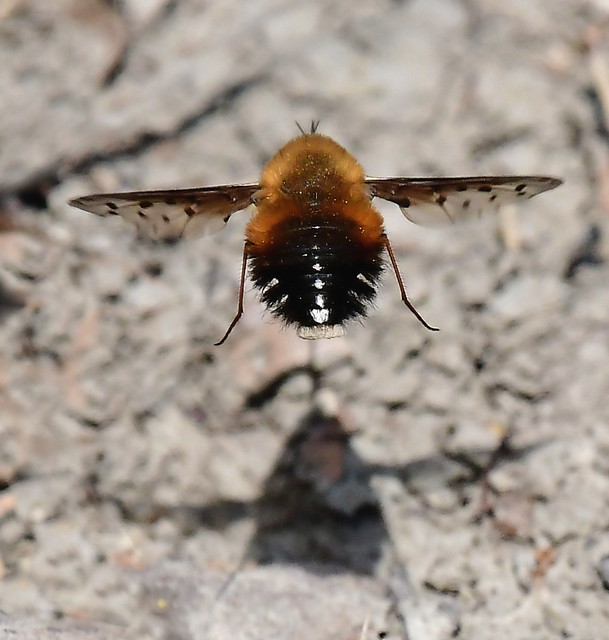Dotted Bee-Fly