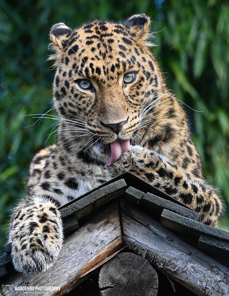 Amur leopard - Zoo Amneville