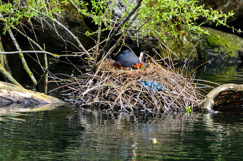 Coot chicks: still not venturing out