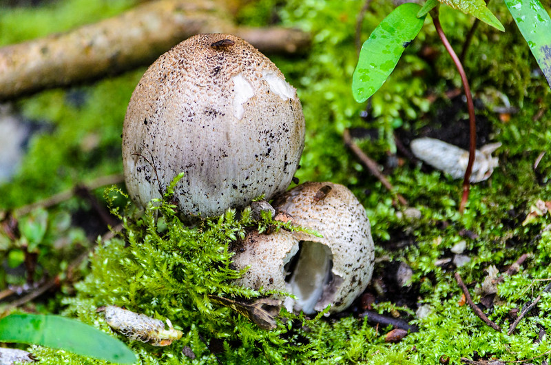 Growing on rotting wood: common inkcaps