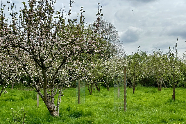 Apple trees in the orchard