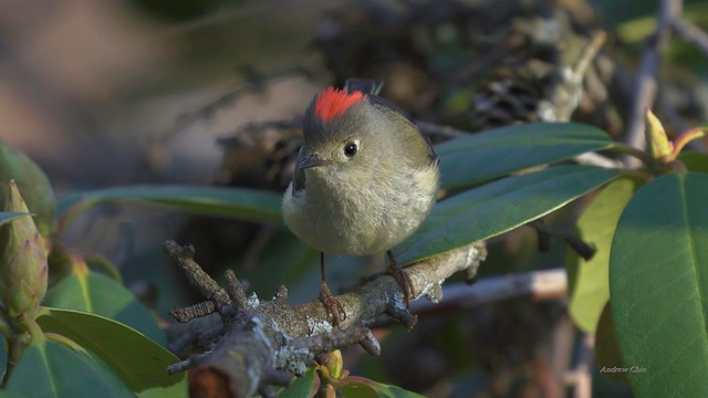 Roitelet à couronne rubis /Ruby-Crowned Kinglet