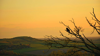 Crow and tree at sunset