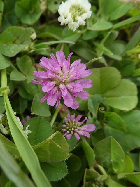 Trifolium resupinatum L. - Reversed Clover