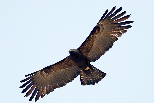 Black Eagle // Águia-negra