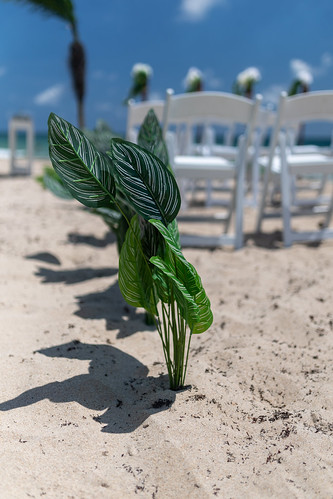 Ahlia Donovan Ideal I Do's Florida Beach Weddings_77