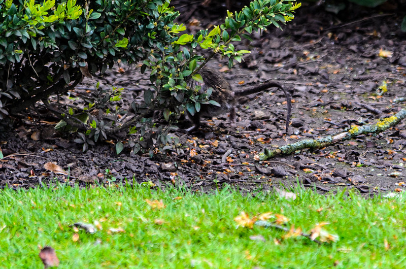 Retreating rat, West Park