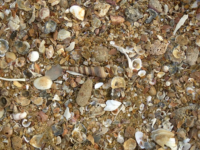 Shells & Stones (IMG_2716b)