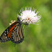 Flickr photo 'Monarch (Danaus plexippus)' by: Mary Keim.