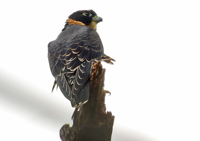 Halcón Colorado, Orange-breasted Falcon (Falco deiroleucus)