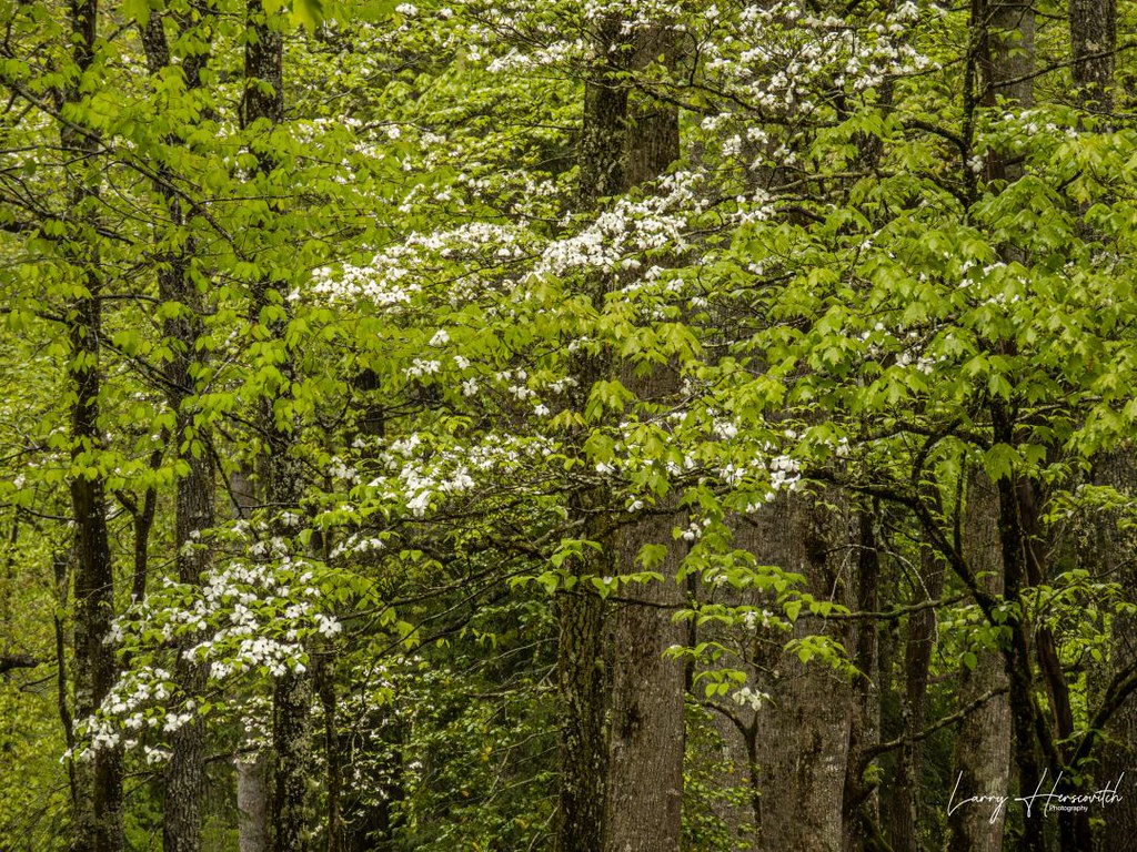 flowering-dogwood-www-ljherscovitchphotos-www-instagr-flickr