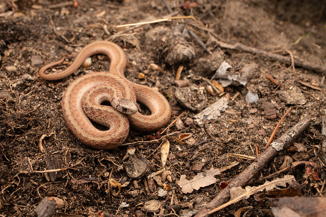 Northern Brown Snake, Storeria dekayi dekayi (Holbrook, 1839)