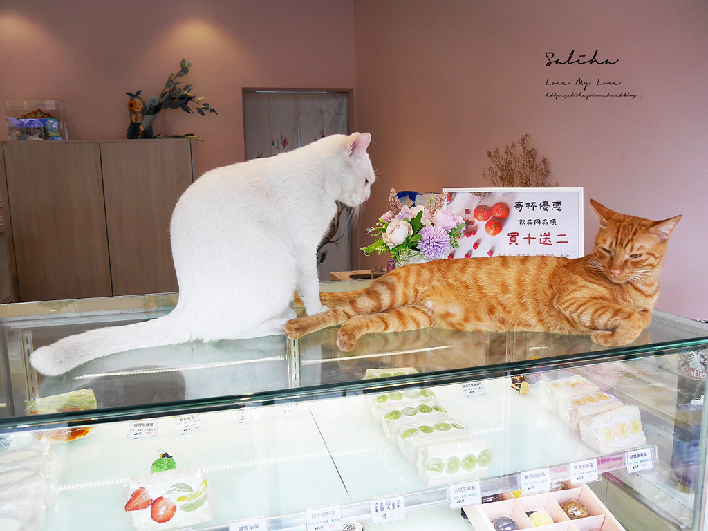 新北有貓咪甜點咖啡廳下午茶水果饗宴蘆洲美食 (4)