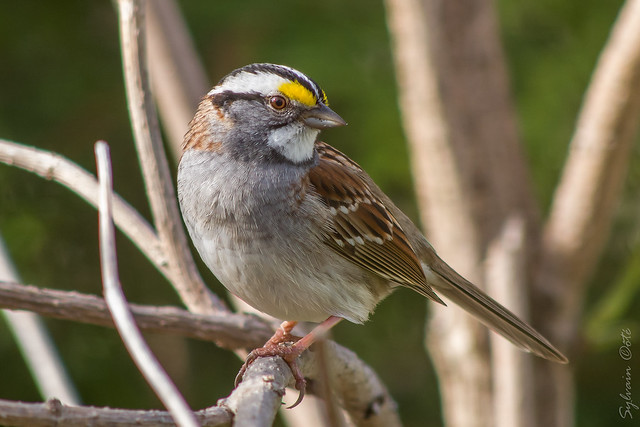 Bruant à gorge blanche / White-throated Sparrow [Zonotrichia albicollis]