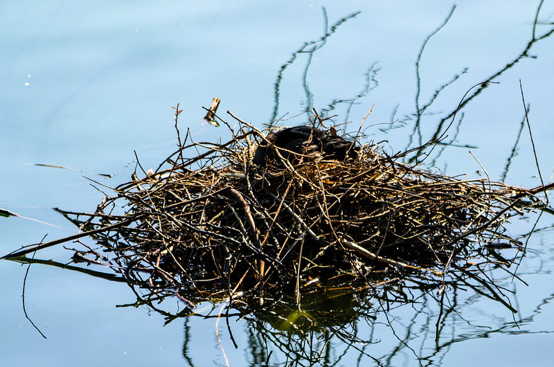 Nest more open, coot brooding, West Park
