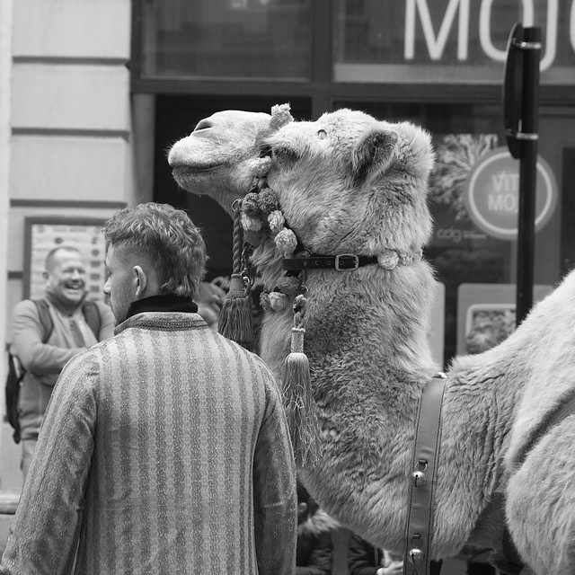 Camel in the Lord Mayor's Show