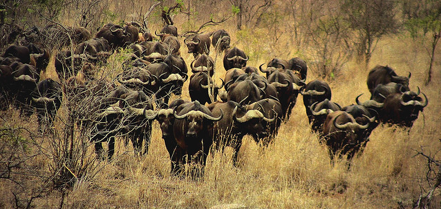 SÜDAFRIKA( South-Africa), Im Kruger-Nationalpark, Die Büffel kommen, 22075