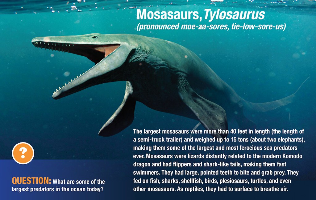 Mosasaurs Museum Panel