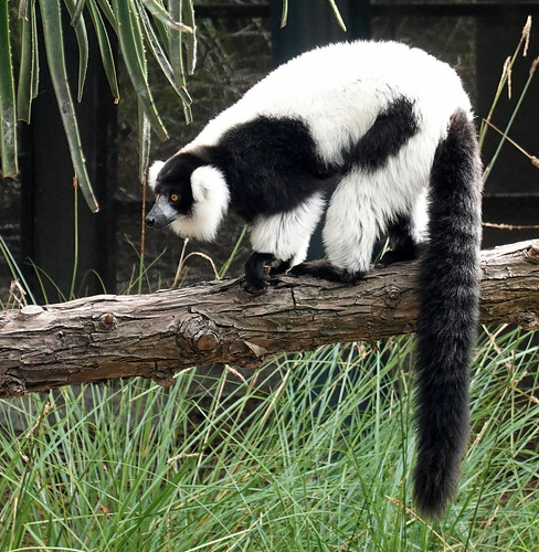 lemur melbourne blackandwhiteruffedlemur melbournezoo australia victoria tier animal outdoor outside nature natur fur fell blackwhite 039798 rx100m6