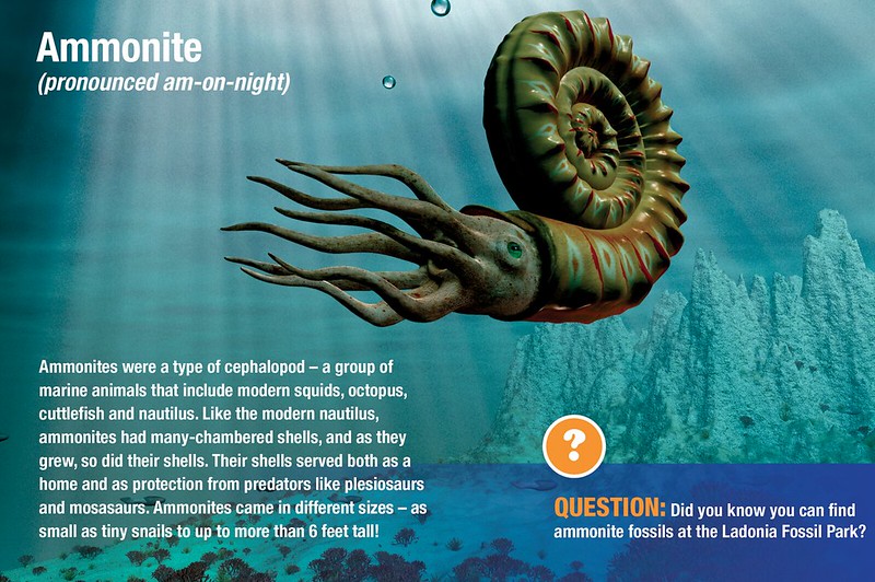 Ammonite Museum Panel