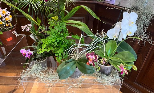 Workshop de Orquídeas-Dendrobium no seu jardim