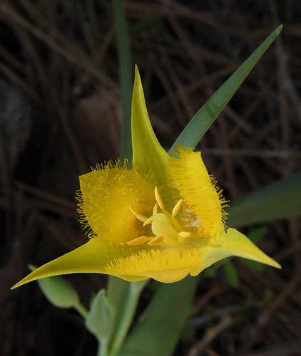 Yellow Star-Tulip | by Ruby 2417