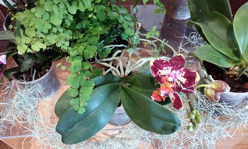 Workshop de Orquídeas-Dendrobium no seu jardim