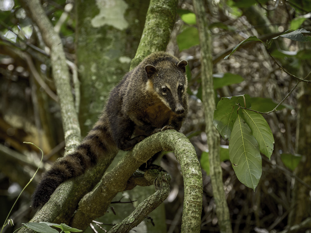 Nasua nasua (South American Coati) - Procyonidae - Abraao, Ilha Grande, Rio de Janeiro, Brazil-2