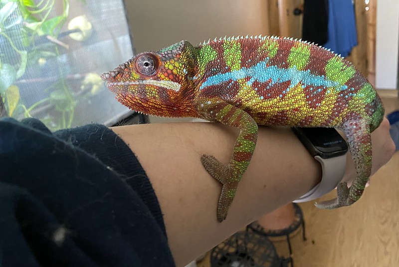 I’m bored so I’m playing with my lizard. > General Discussion > AR15.COM