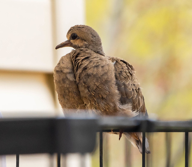 Fledgling Mourning Dove