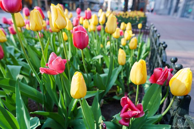 Spring Tulips along State Street