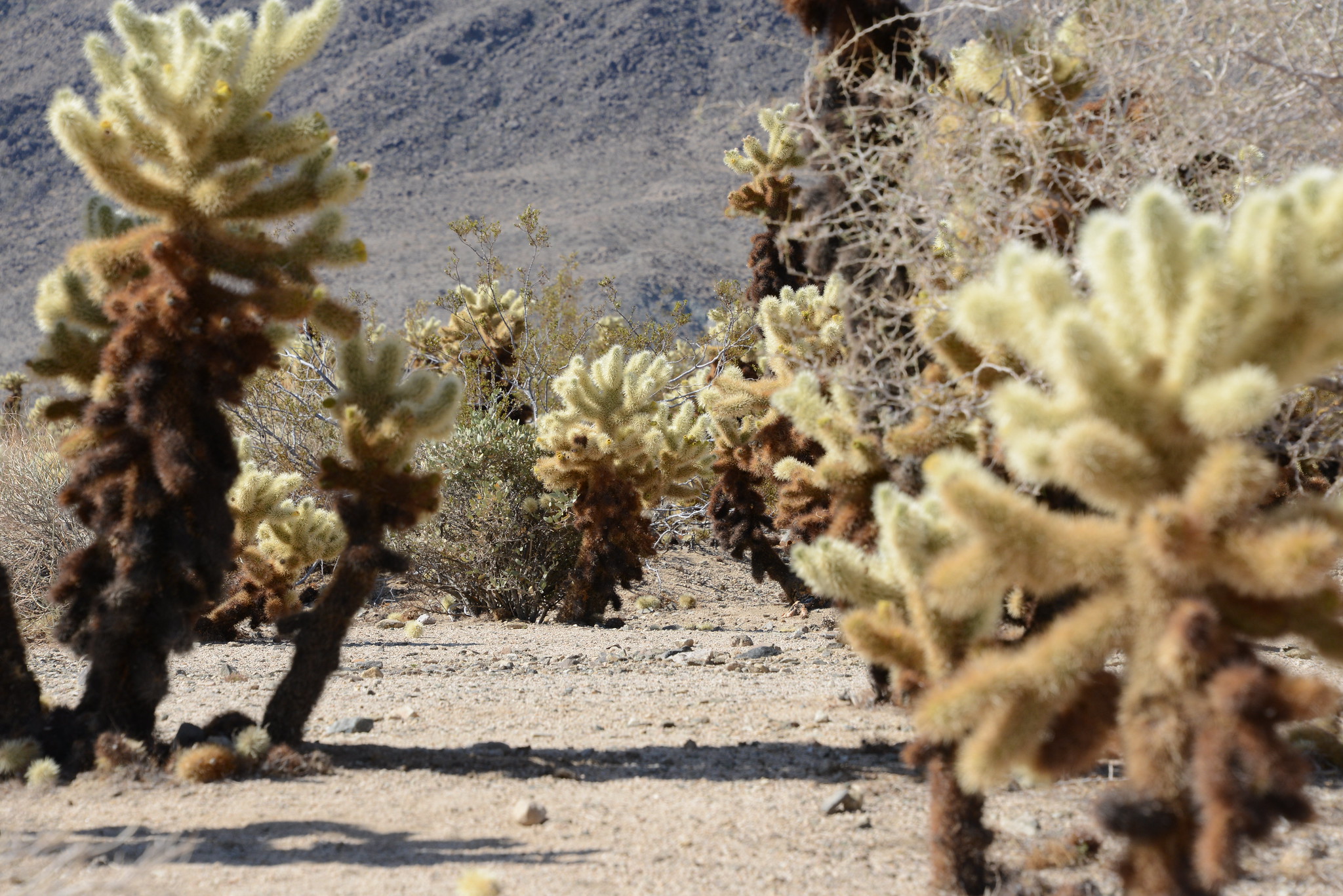 Cacti in Joshua National Park