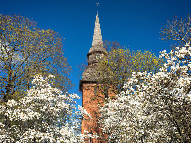 The church and the magnolias
