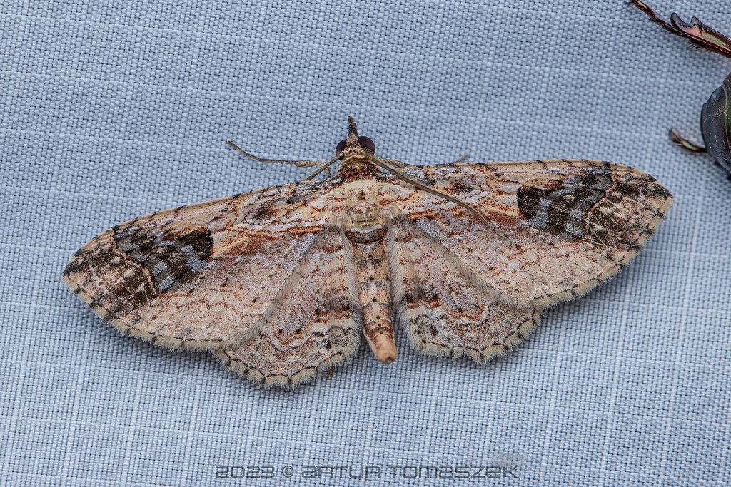 Kandriga Insect Ziridava kanshireiensis | Inglourious Reptiles | Flickr