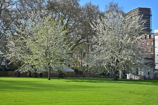 St. James's Park - Blossoms