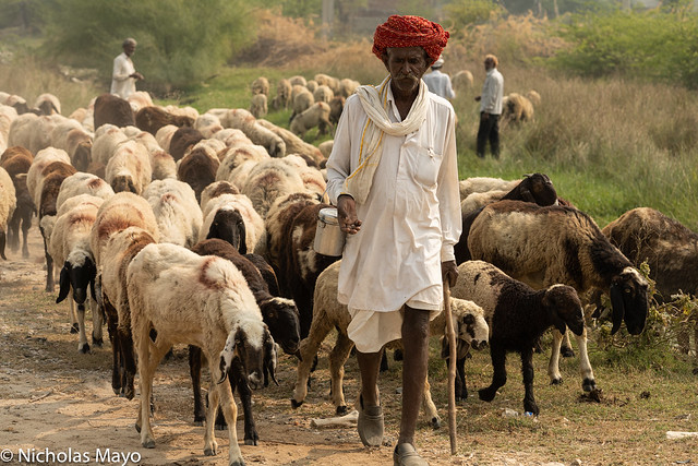 Shepherd With His Flock