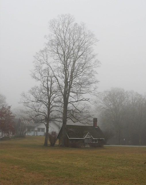 Misty Cabin and Tree