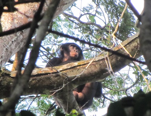 bonobo male in Lomami NP