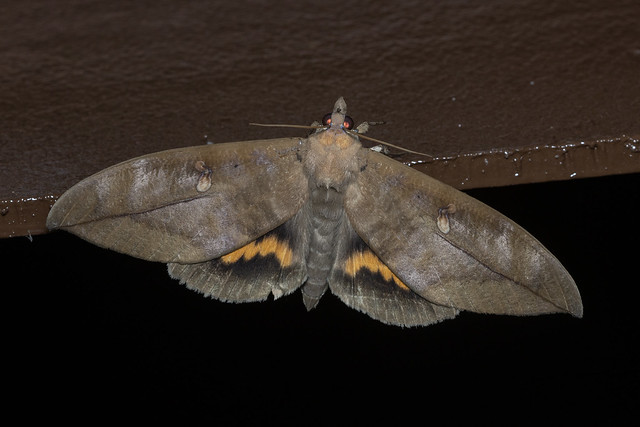 1I7A4108 Phyllodes leaf moth