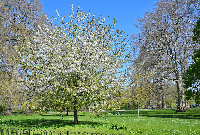St. James's Park - Blossoms