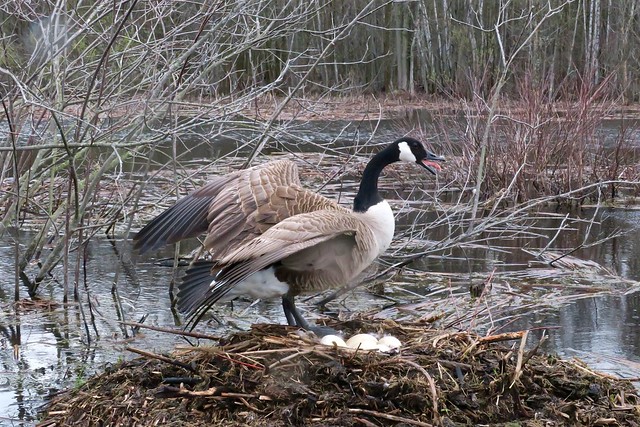 Goose stood up of Gosling Nest, still nests eggs, and yelling at me!