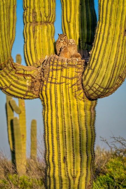 Saguaro Nesting Great Horned Owls