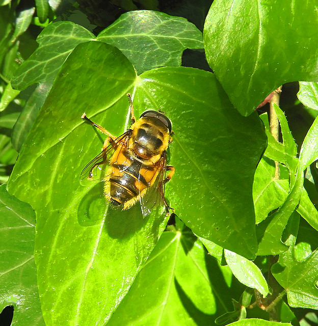 Hoverfly:  3.5.23.